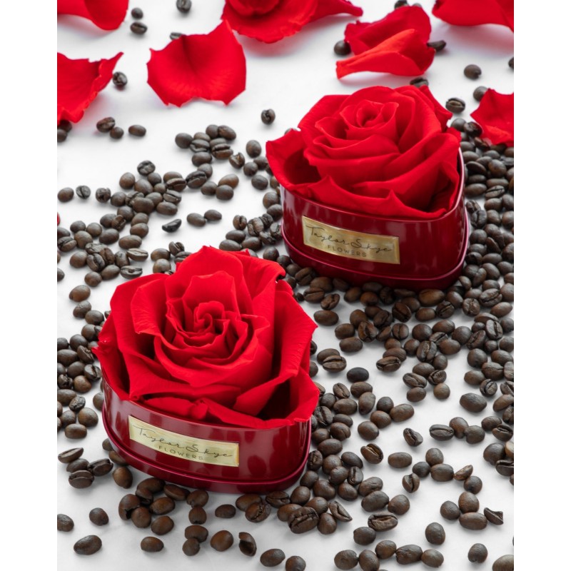 Rosa perfumada con aroma de café