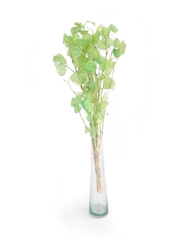 Lunaria Preservada - Verde
